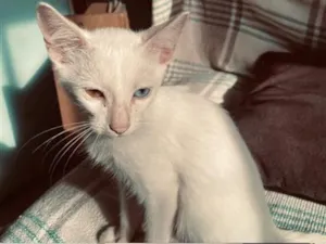 Gato raça SRD-ViraLata idade 7 a 11 meses nome max