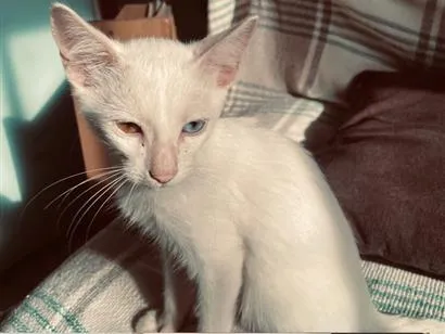 Gato raça SRD-ViraLata idade 7 a 11 meses nome max