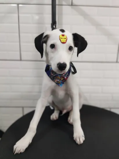 Cachorro raça SRD-ViraLata idade 2 a 6 meses nome Spike 