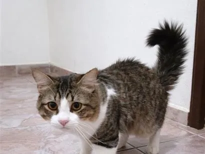 Gato raça SRD-ViraLata idade 7 a 11 meses nome Apolo