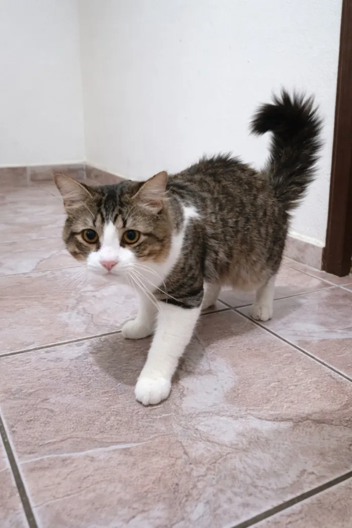 Gato raça SRD-ViraLata idade 7 a 11 meses nome Apolo