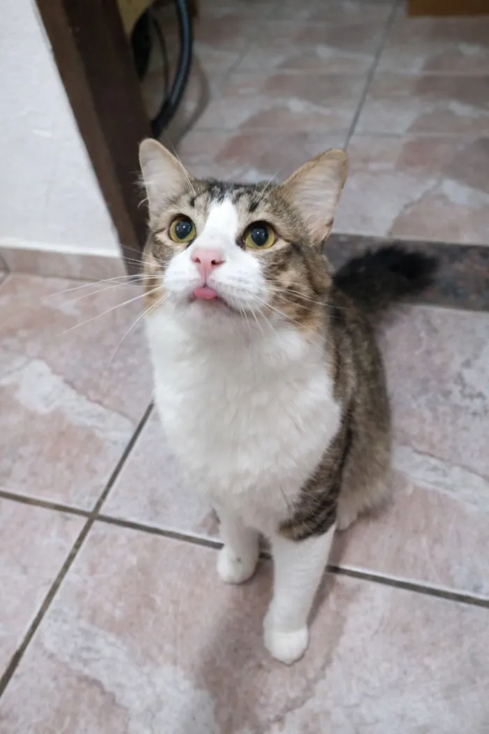 Gato raça SRD-ViraLata idade 7 a 11 meses nome Apolo