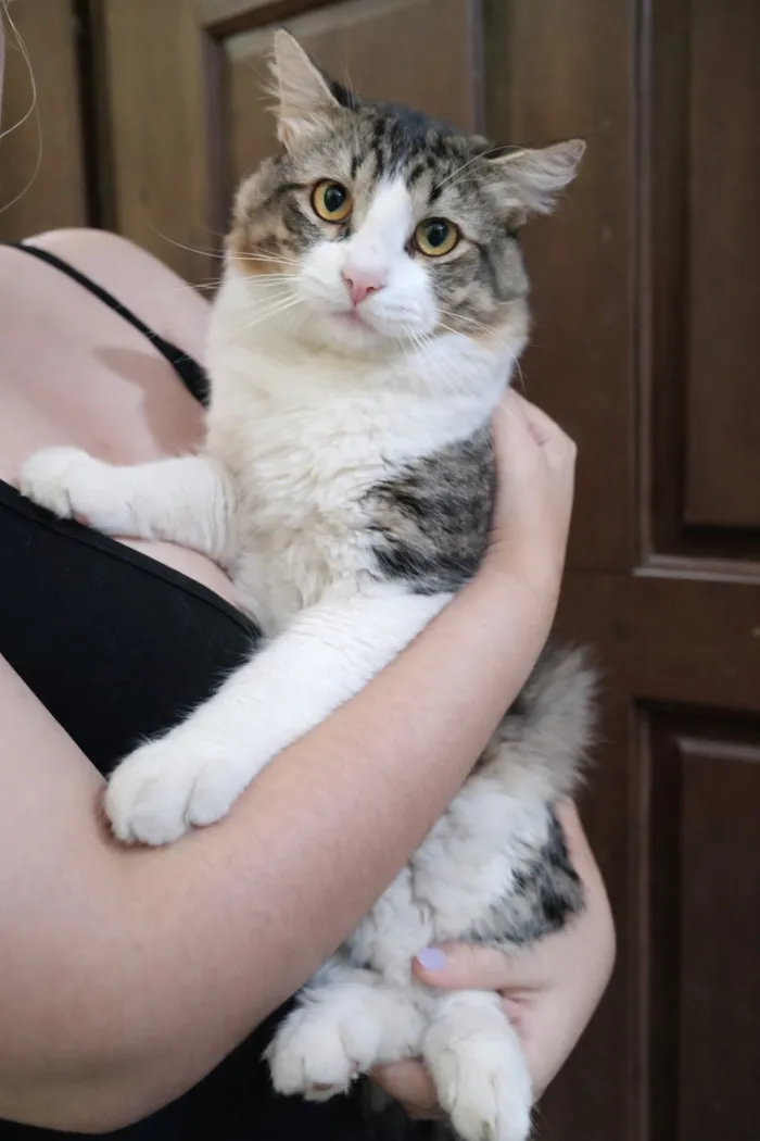 Gato raça SRD-ViraLata idade 7 a 11 meses nome Apolo