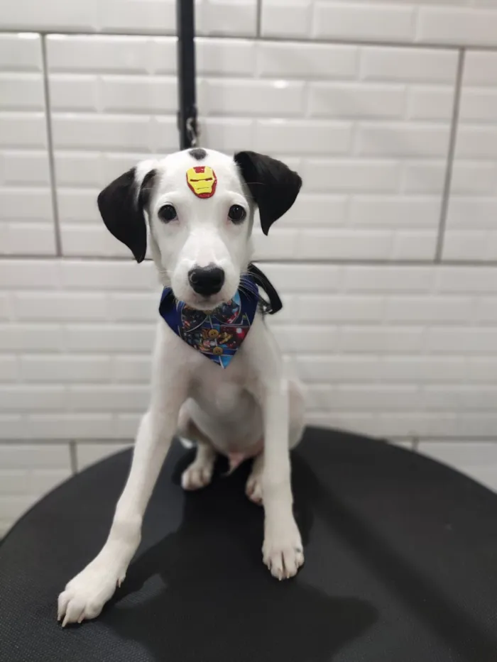 Cachorro raça SRD-ViraLata idade 7 a 11 meses nome Spike 