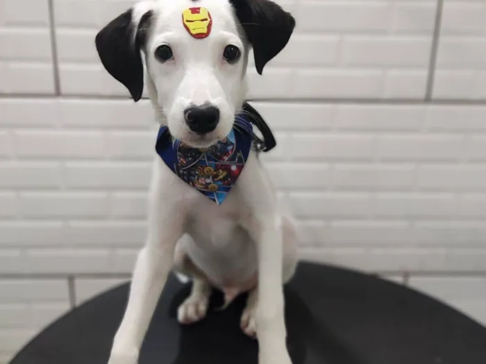 Cachorro raça SRD-ViraLata idade 7 a 11 meses nome Spike 