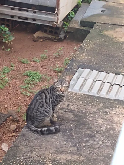 Gato raça SRD-ViraLata idade 2 a 6 meses nome Ana Júlia Lopes