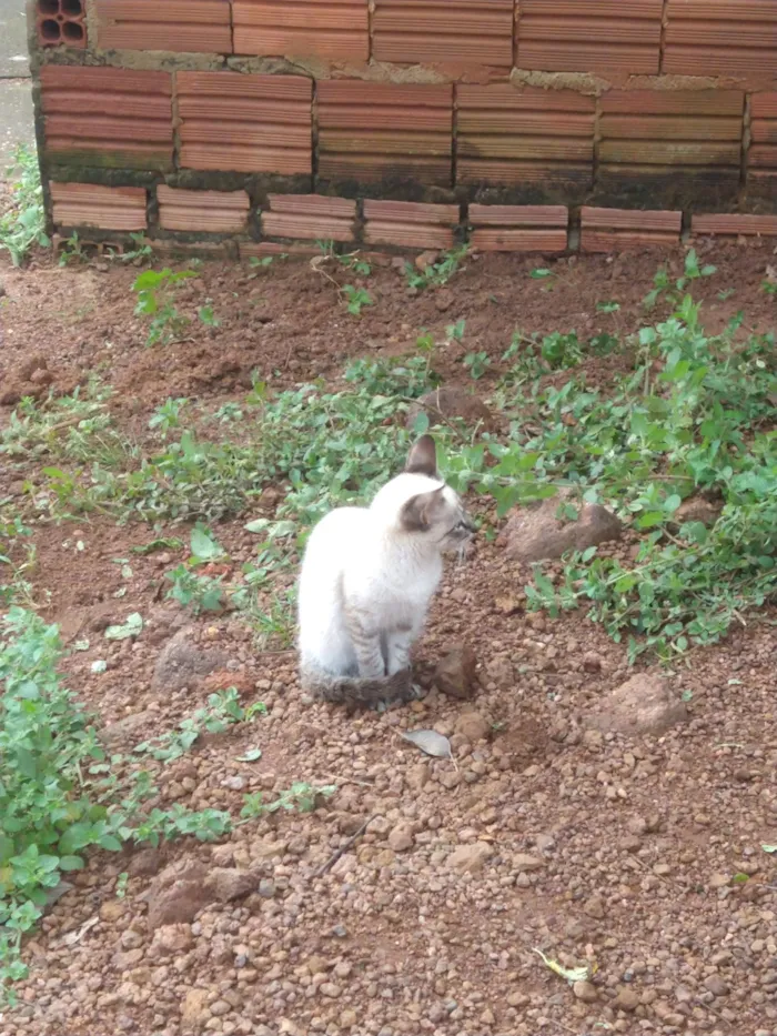 Gato raça SRD-ViraLata idade 2 a 6 meses nome Ana Júlia Lopes