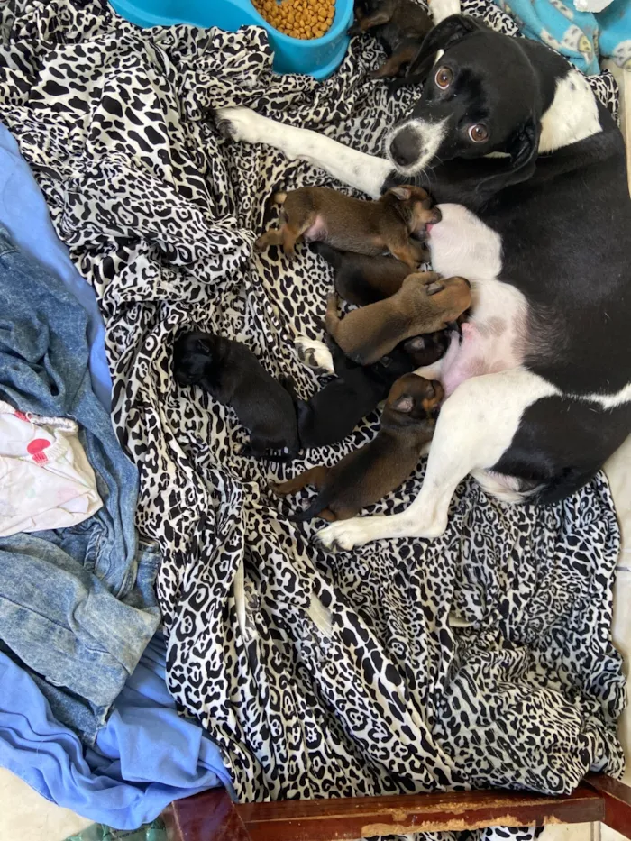 Cachorro raça SRD-ViraLata idade Abaixo de 2 meses nome Sandy