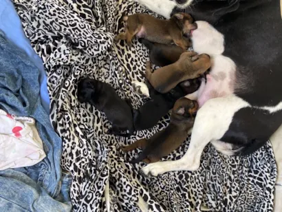 Cachorro raça SRD-ViraLata idade Abaixo de 2 meses nome Sandy