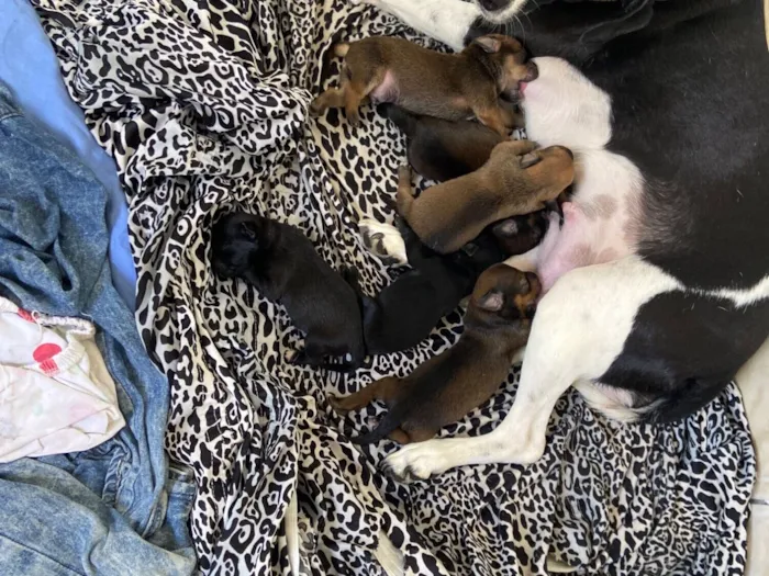 Cachorro raça SRD-ViraLata idade Abaixo de 2 meses nome Sandy