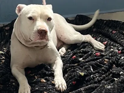 Cachorro raça Pit-Bull idade 3 anos nome Shayra