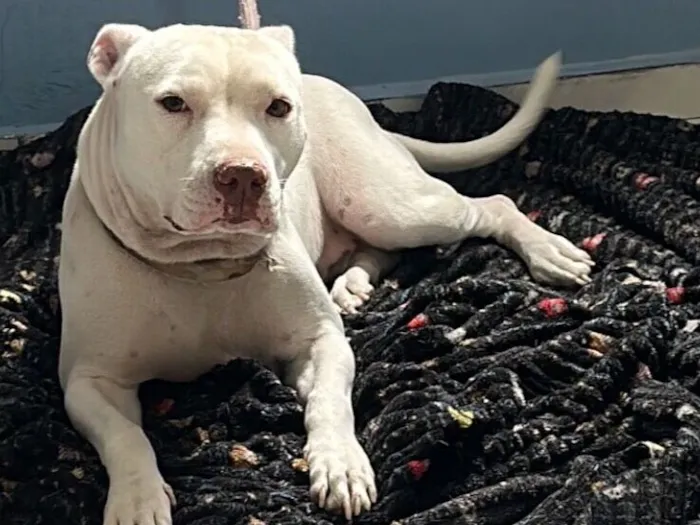 Cachorro raça Pit-Bull idade 3 anos nome Shayra