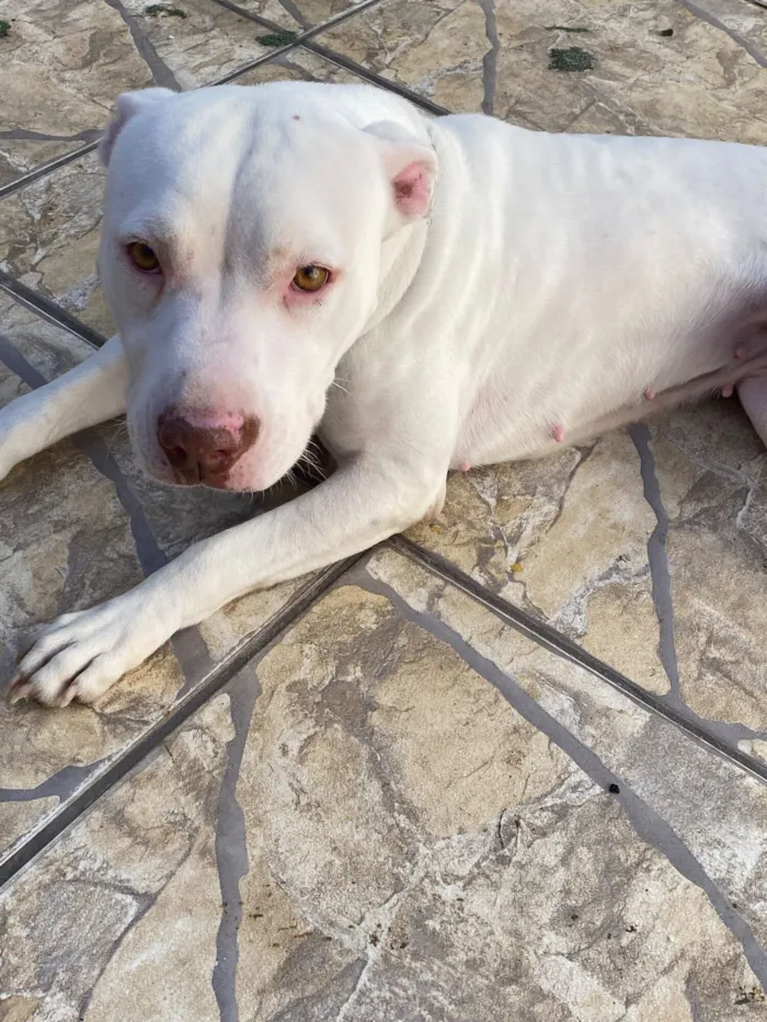 Cachorro raça Pit-Bull idade 3 anos nome Shayra