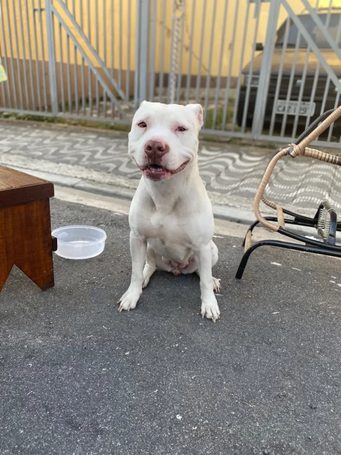 Cachorro raça Pit-Bull idade 3 anos nome Shayra