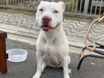 Cachorro raça Pit-Bull idade 3 anos nome Shayra