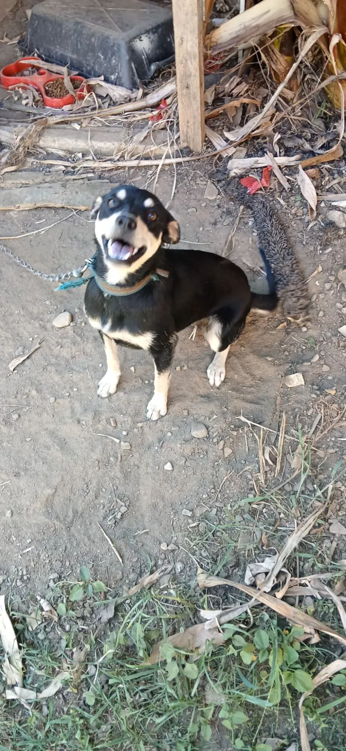 Cachorro raça SRD-ViraLata idade 7 a 11 meses nome pipoca 