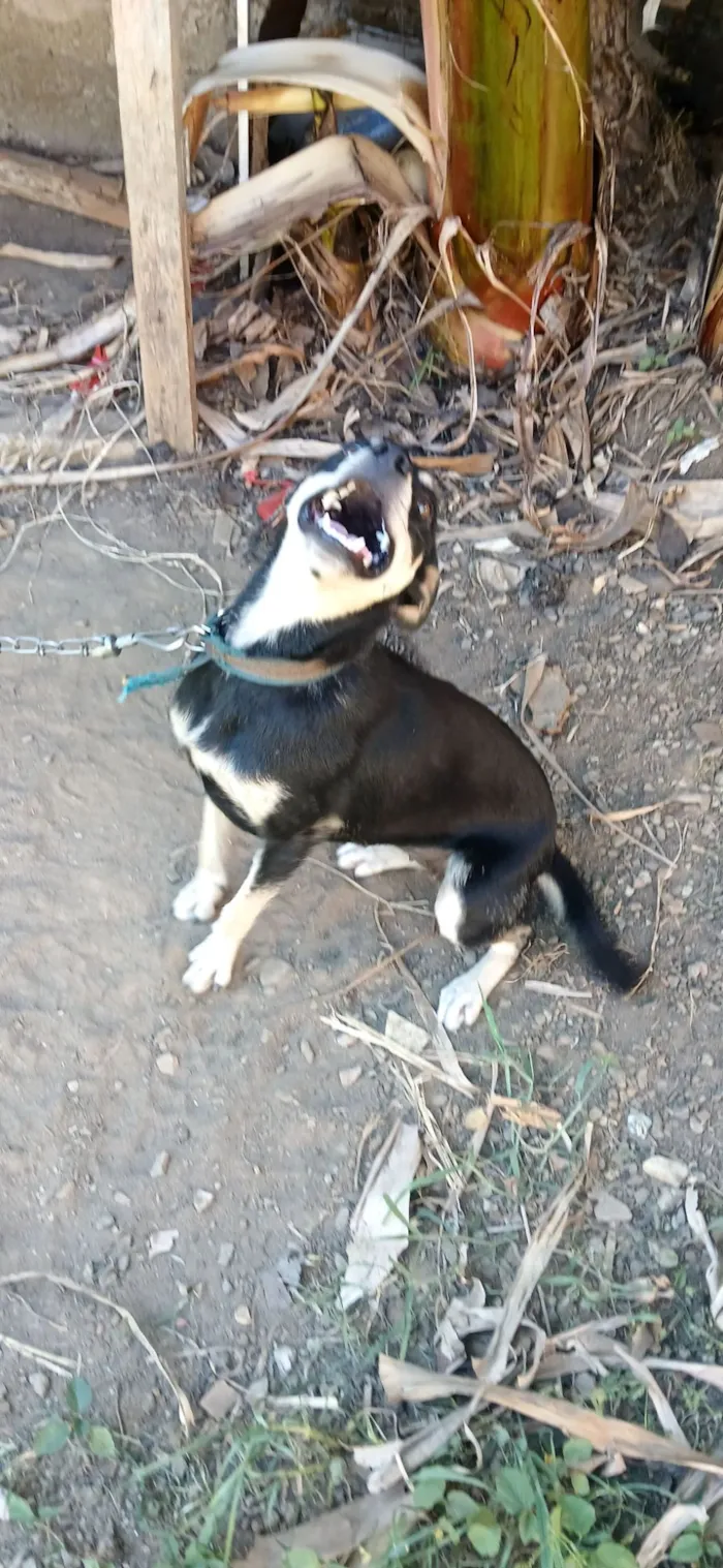 Cachorro raça SRD-ViraLata idade 7 a 11 meses nome pipoca 