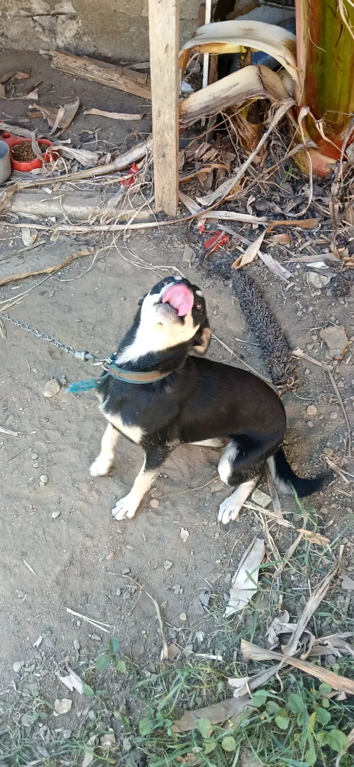 Cachorro raça SRD-ViraLata idade 7 a 11 meses nome pipoca 