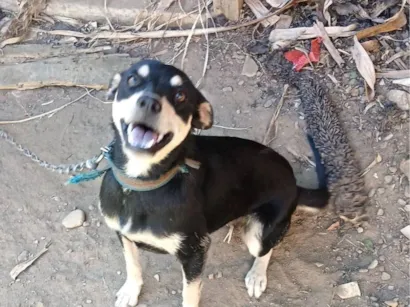 Cachorro raça SRD-ViraLata idade 7 a 11 meses nome pipoca 