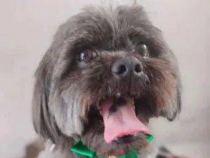Cachorro raça Lhasa Apso idade 4 anos nome Jack