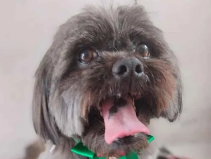 Cachorro raça Lhasa Apso idade 4 anos nome Jack