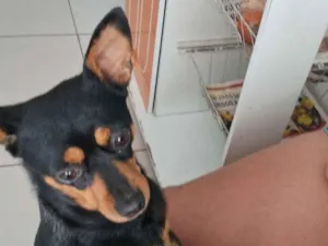 Cachorro raça Pinscher idade 6 ou mais anos nome Luna