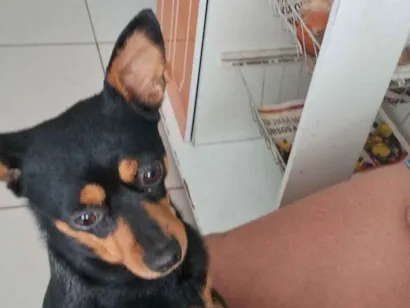 Cachorro raça Pinscher idade 6 ou mais anos nome Luna
