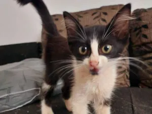 Gato raça SRD-ViraLata idade 2 a 6 meses nome Frajola