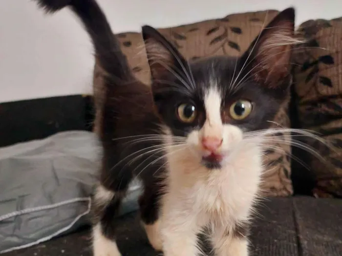 Gato raça SRD-ViraLata idade 2 a 6 meses nome Frajola