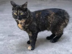 Gato raça SRD-ViraLata idade 2 a 6 meses nome Celine