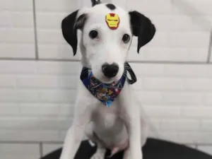 Cachorro raça SRD-ViraLata idade 2 a 6 meses nome Spike 