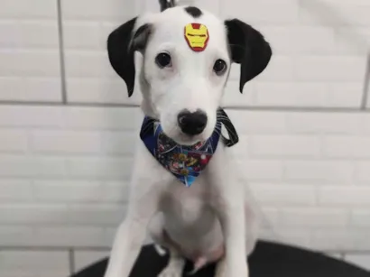 Cachorro raça SRD-ViraLata idade 2 a 6 meses nome Spike 