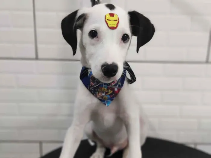 Cachorro raça SRD-ViraLata idade 2 a 6 meses nome Spike 