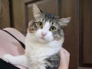 Gato raça SRD-ViraLata idade 7 a 11 meses nome Apolo