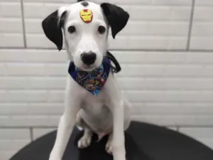 Cachorro raça SRD-ViraLata idade 7 a 11 meses nome Spike 