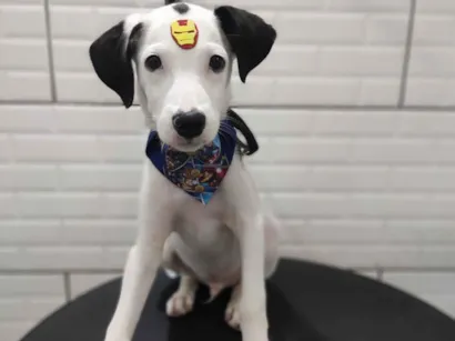 Cachorro raça SRD-ViraLata idade 7 a 11 meses nome Spike 