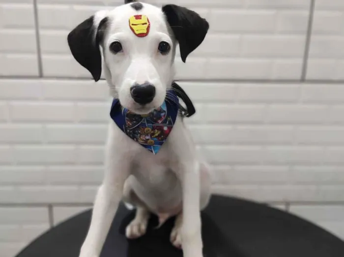 Cachorro raça SRD-ViraLata idade 7 a 11 meses nome Spike 