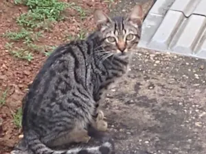 Gato raça SRD-ViraLata idade 2 a 6 meses nome Ana Júlia Lopes