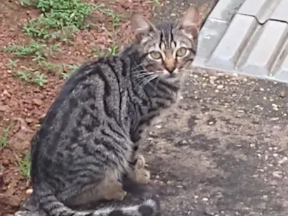 Gato raça SRD-ViraLata idade 2 a 6 meses nome Ana Júlia Lopes