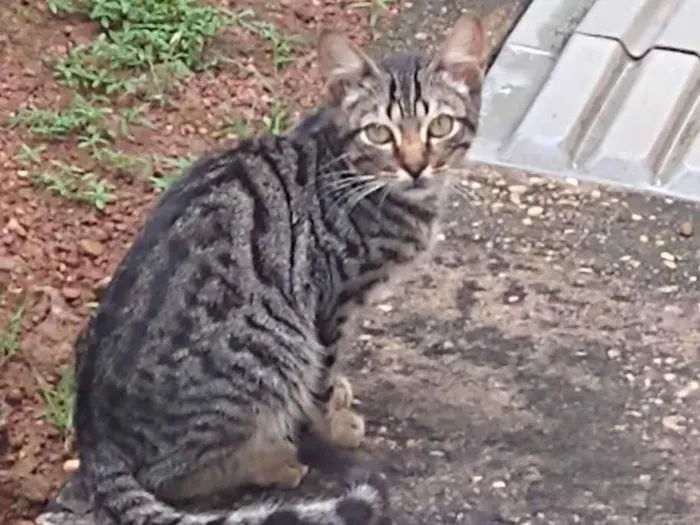 Gato raça SRD-ViraLata idade 2 a 6 meses nome Ana Júlia Lopes