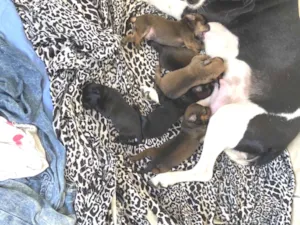 Cachorro raça SRD-ViraLata idade Abaixo de 2 meses nome Sandy