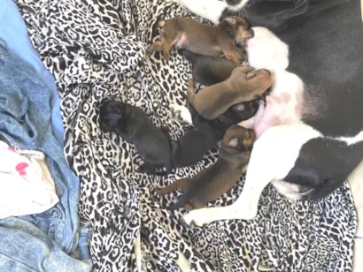 Cachorro raça SRD-ViraLata idade Abaixo de 2 meses nome Sandy