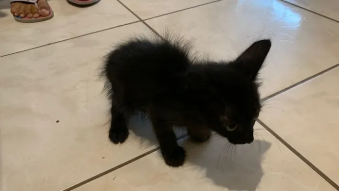 Gato raça Exótico idade 2 a 6 meses nome (Sem nome)