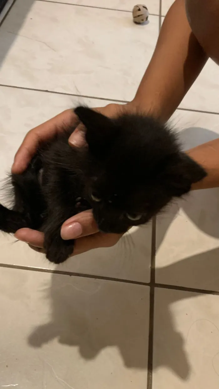 Gato raça Exótico idade 2 a 6 meses nome (Sem nome)