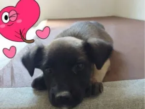 Cachorro raça SRD-ViraLata idade 2 a 6 meses nome sem nome