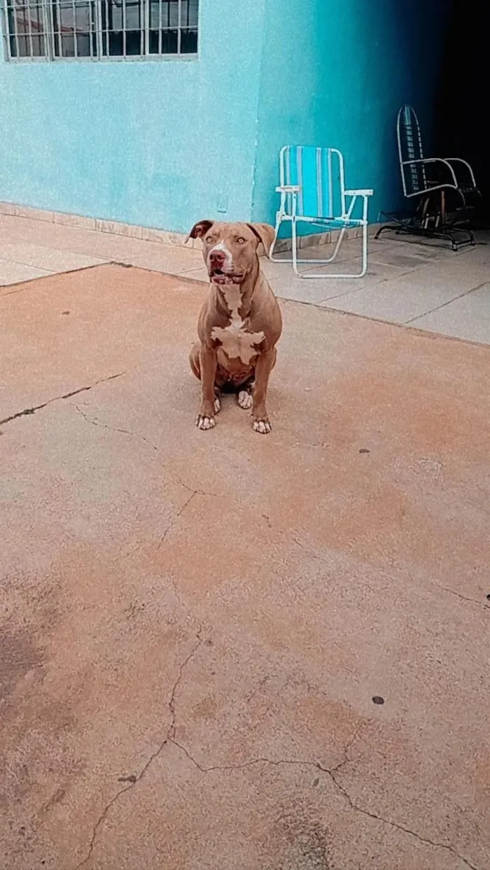 Cachorro raça Pit-Bull idade 6 ou mais anos nome Zara 