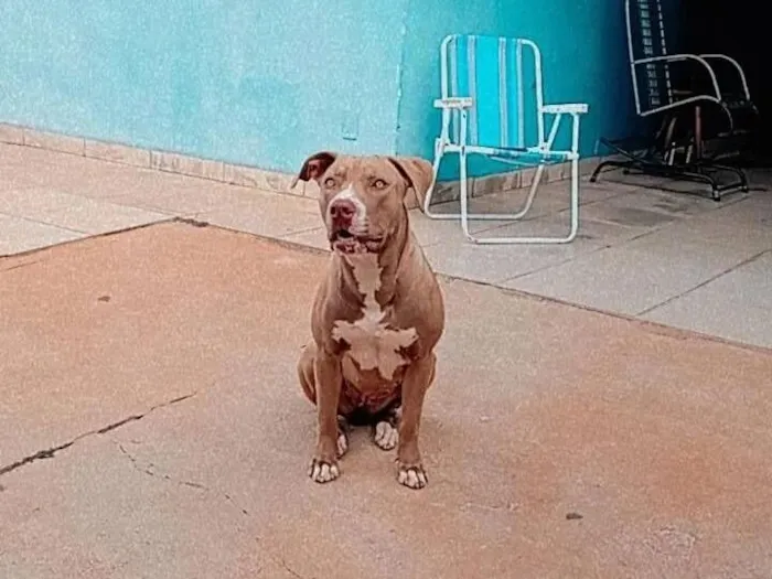 Cachorro raça Pit-Bull idade 6 ou mais anos nome Zara 