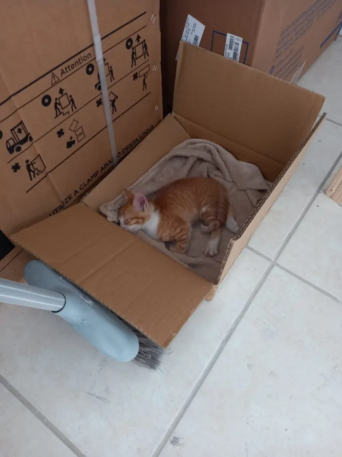 Gato raça SRD-ViraLata idade 2 a 6 meses nome KIKO