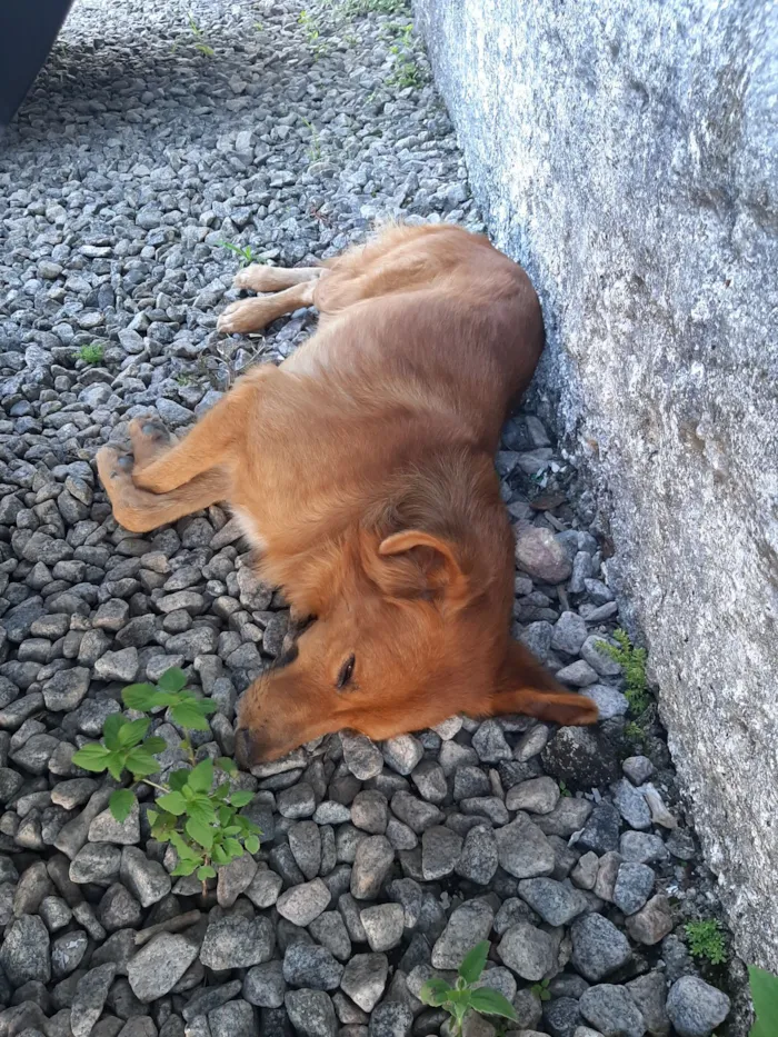 Cachorro raça SRD-ViraLata idade 1 ano nome Lucky