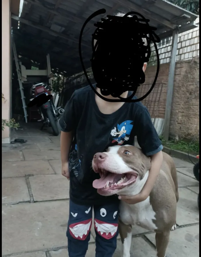 Cachorro raça Pit-Bull idade 5 anos nome Nala